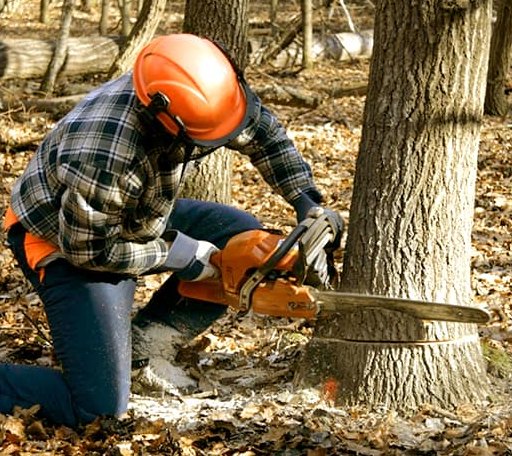 Tree Removal in Warrington, PA